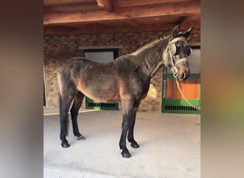 Ungarisches Sportpferd, Wallach, 5 Jahre, 162 cm, Rotbrauner
