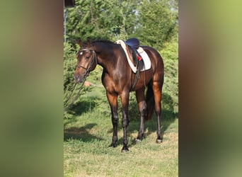 Ungarisches Sportpferd, Wallach, 5 Jahre, 165 cm, Brauner