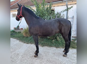 Ungarisches Sportpferd, Wallach, 5 Jahre, 165 cm, Rappe