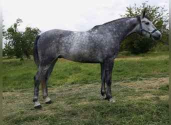 Ungarisches Sportpferd, Wallach, 5 Jahre, 166 cm, Apfelschimmel