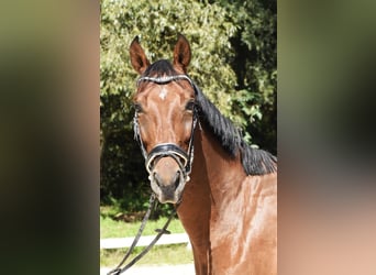 Ungarisches Sportpferd, Wallach, 5 Jahre, 166 cm, Brauner