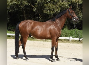 Ungarisches Sportpferd, Wallach, 5 Jahre, 166 cm, Brauner
