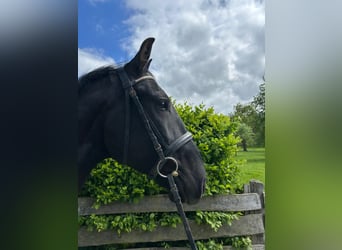 Ungarisches Sportpferd, Wallach, 5 Jahre, 167 cm, Rappe