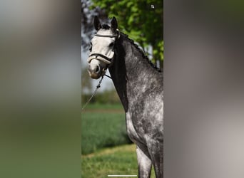 Ungarisches Sportpferd, Wallach, 5 Jahre, 168 cm, Schimmel