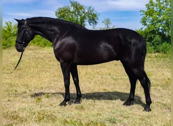 Ungarisches Sportpferd Mix, Wallach, 5 Jahre, 169 cm, Rappe