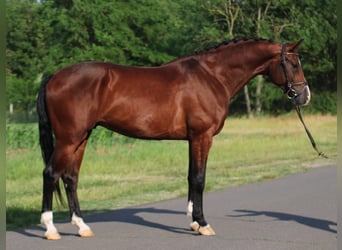 Ungarisches Sportpferd, Wallach, 5 Jahre, 171 cm, Brauner