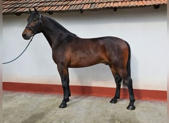 Ungarisches Sportpferd Mix, Wallach, 5 Jahre, 173 cm, Brauner