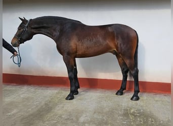 Ungarisches Sportpferd, Wallach, 5 Jahre, 173 cm, Brauner