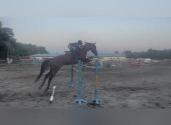 Ungarisches Sportpferd, Wallach, 5 Jahre, 176 cm, Braunfalbschimmel