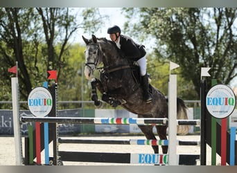 Ungarisches Sportpferd, Wallach, 5 Jahre, 177 cm, Schimmel