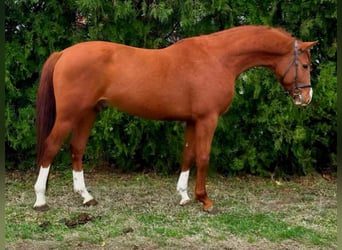 Ungarisches Sportpferd, Wallach, 5 Jahre, Fuchs
