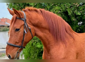 Ungarisches Sportpferd, Wallach, 5 Jahre, Fuchs
