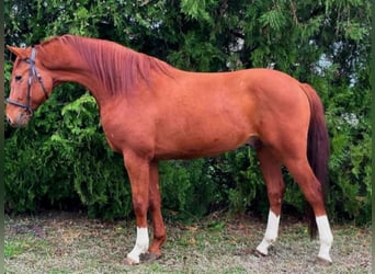 Ungarisches Sportpferd, Wallach, 5 Jahre, Fuchs