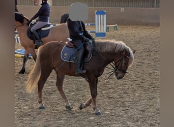 Ungarisches Sportpferd, Wallach, 6 Jahre, 141 cm, Fuchs