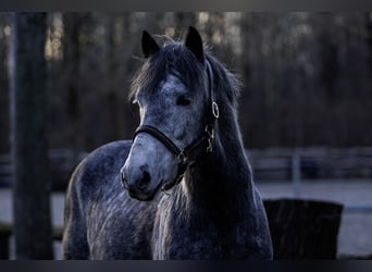 Ungarisches Sportpferd, Wallach, 6 Jahre, 148 cm, Schimmel