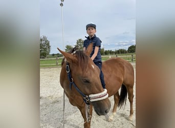 Ungarisches Sportpferd, Wallach, 6 Jahre, 150 cm, Dunkelfuchs