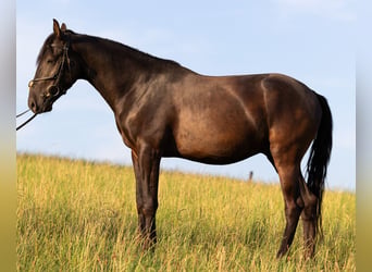 Ungarisches Sportpferd, Wallach, 6 Jahre, 150 cm, Rappe