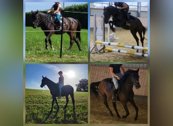 Ungarisches Sportpferd, Wallach, 6 Jahre, 150 cm, Rappe