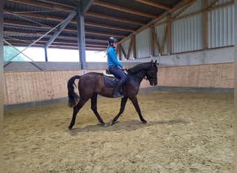 Ungarisches Sportpferd, Wallach, 6 Jahre, 150 cm, Rappe