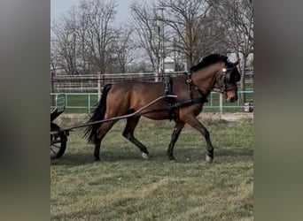 Ungarisches Sportpferd, Wallach, 6 Jahre, 152 cm, Rotbrauner
