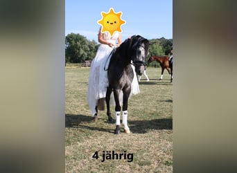 Ungarisches Sportpferd, Wallach, 6 Jahre, 160 cm, Schimmel