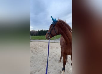 Ungarisches Sportpferd, Wallach, 6 Jahre, 162 cm, Rotfuchs