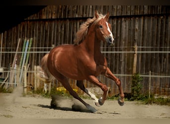 Ungarisches Sportpferd, Wallach, 6 Jahre, 163 cm, Fuchs