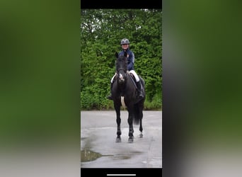 Ungarisches Sportpferd, Wallach, 6 Jahre, 163 cm, Schwarzbrauner