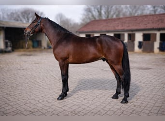 Ungarisches Sportpferd Mix, Wallach, 6 Jahre, 164 cm, Brauner