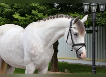 Ungarisches Sportpferd, Wallach, 6 Jahre, 164 cm