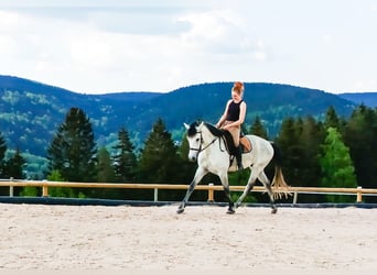 Ungarisches Sportpferd Mix, Wallach, 6 Jahre, 164 cm, Rappschimmel