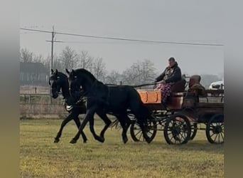 Ungarisches Sportpferd, Wallach, 6 Jahre, 165 cm, Dunkelbrauner