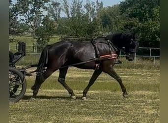 Ungarisches Sportpferd, Wallach, 6 Jahre, 165 cm, Rappe