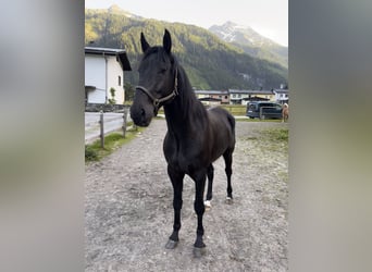 Ungarisches Sportpferd, Wallach, 6 Jahre, 165 cm, Rappe