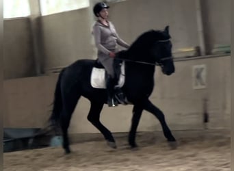 Ungarisches Sportpferd, Wallach, 6 Jahre, 165 cm, Rappe