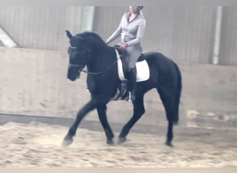 Ungarisches Sportpferd, Wallach, 6 Jahre, 165 cm, Rappe