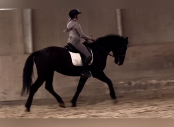 Ungarisches Sportpferd, Wallach, 6 Jahre, 165 cm, Rappe