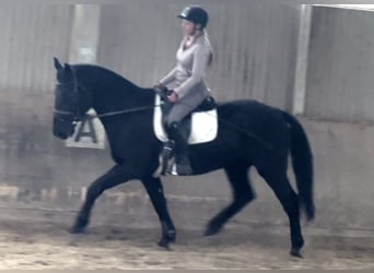 Ungarisches Sportpferd, Wallach, 6 Jahre, 165 cm, Rappe