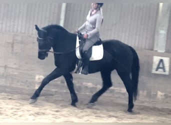 Ungarisches Sportpferd, Wallach, 6 Jahre, 165 cm, Rappe