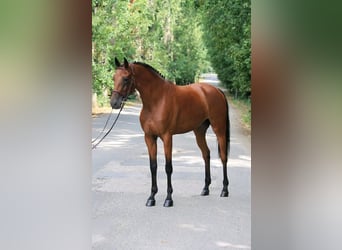 Ungarisches Sportpferd, Wallach, 6 Jahre, 165 cm, Rotbrauner