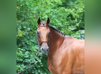 Ungarisches Sportpferd, Wallach, 6 Jahre, 165 cm, Rotbrauner