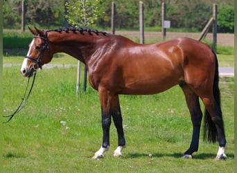Ungarisches Sportpferd, Wallach, 6 Jahre, 165 cm, Rotbrauner