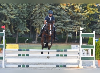Ungarisches Sportpferd, Wallach, 6 Jahre, 165 cm, Rotbrauner