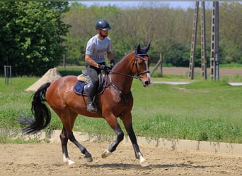 Ungarisches Sportpferd, Wallach, 6 Jahre, 165 cm, Rotbrauner