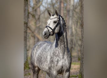 Ungarisches Sportpferd, Wallach, 6 Jahre, 165 cm, Schimmel