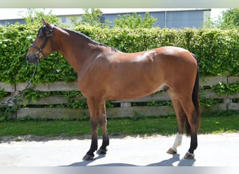Ungarisches Sportpferd, Wallach, 6 Jahre, 166 cm, Brauner