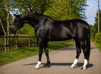 Ungarisches Sportpferd, Wallach, 6 Jahre, 167 cm, Rappe