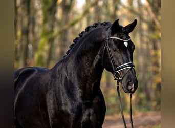 Ungarisches Sportpferd, Wallach, 6 Jahre, 168 cm, Rappe