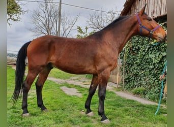 Ungarisches Sportpferd, Wallach, 6 Jahre, 169 cm, Brauner