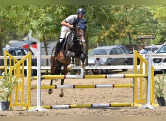 Ungarisches Sportpferd, Wallach, 6 Jahre, 170 cm, Brauner